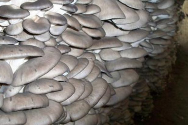 食用菌净化车间原种、栽培种指标